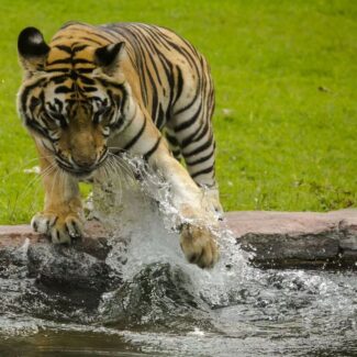 bali safari marine park 3