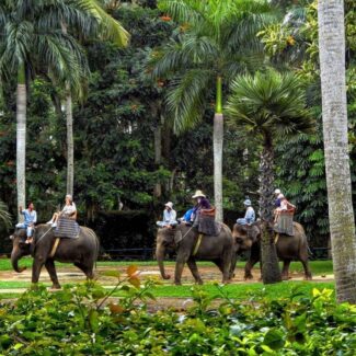 Safari bersama kawanan gajah di Elephant Safari Park